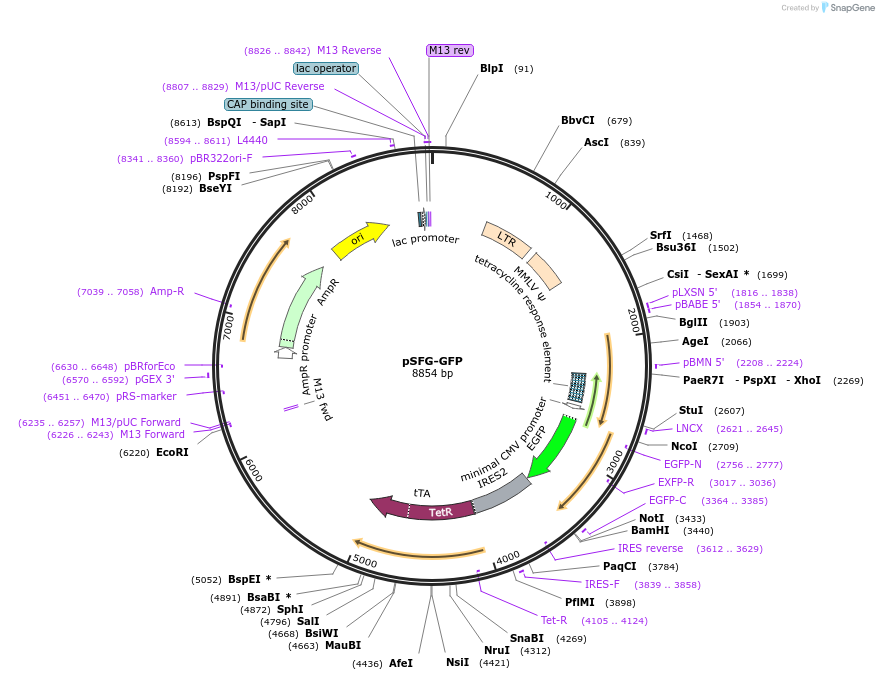 22199-plasmid-map-sequence-id-319783