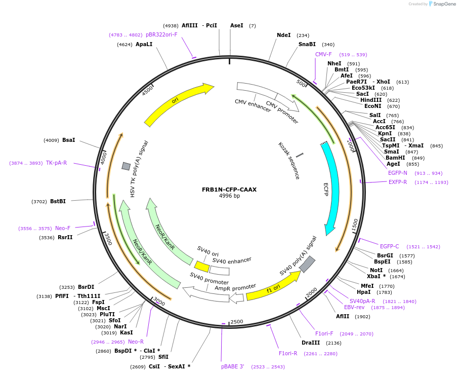 162428-plasmid-map-sequence-id-319785