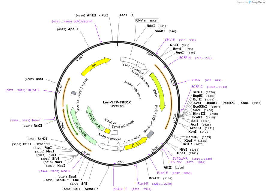 162425-plasmid-map-sequence-id-319787