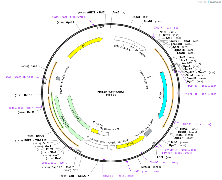 162429-plasmid-map-sequence-id-319791