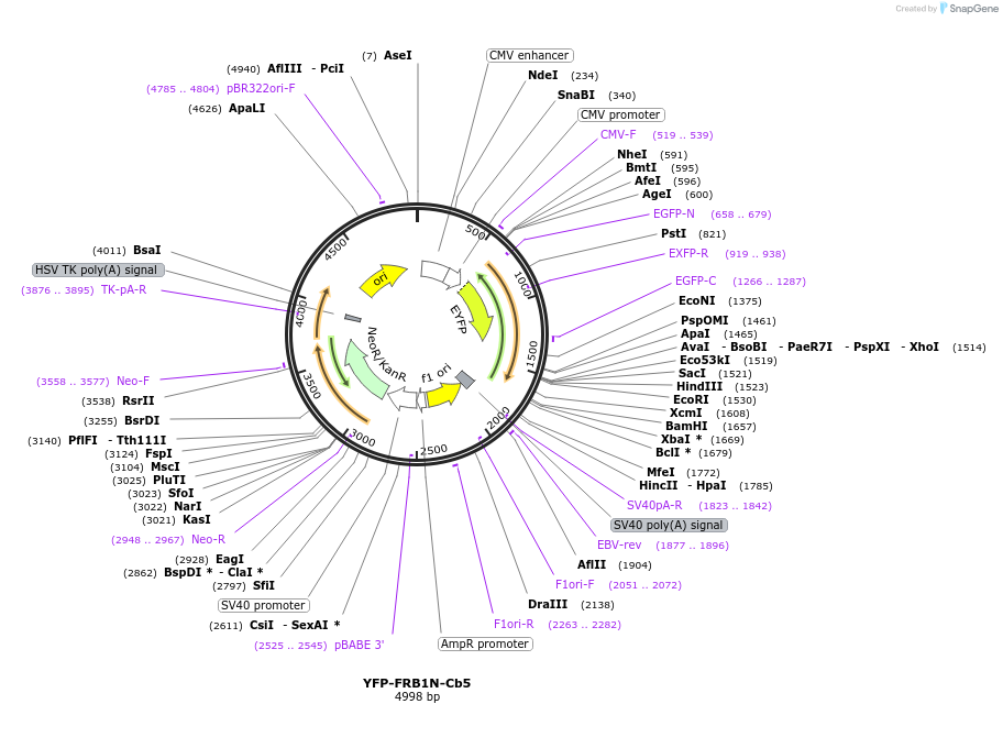 162435-plasmid-map-sequence-id-319792