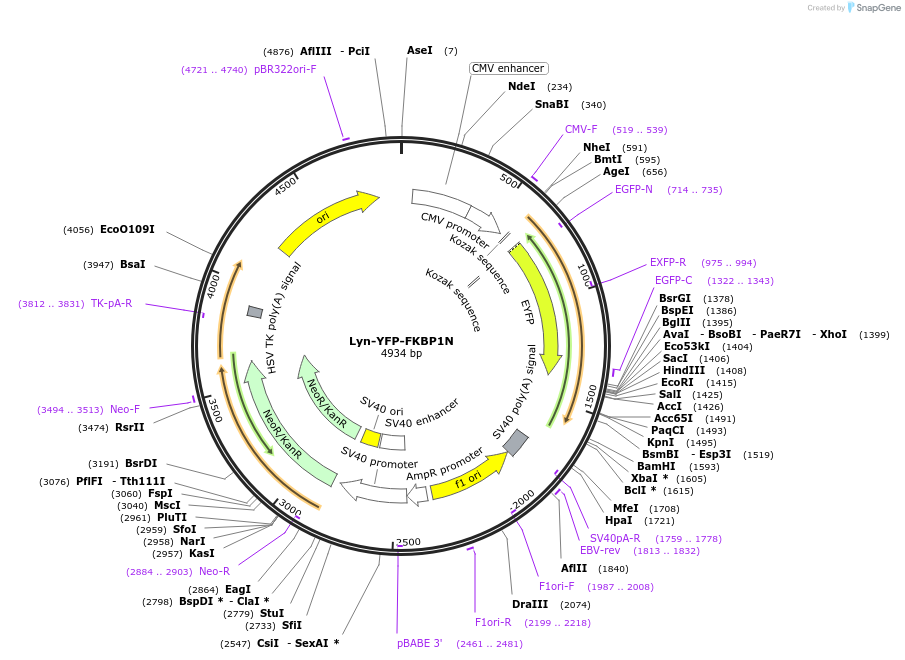 162437-plasmid-map-sequence-id-319795