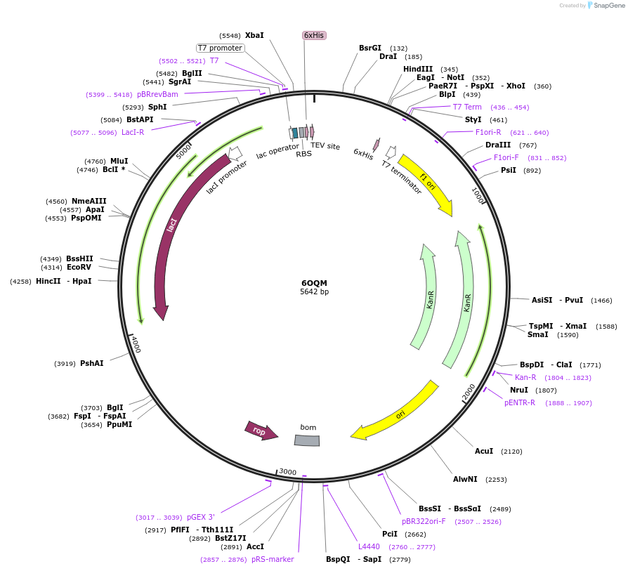 162261-plasmid-map-sequence-id-319827