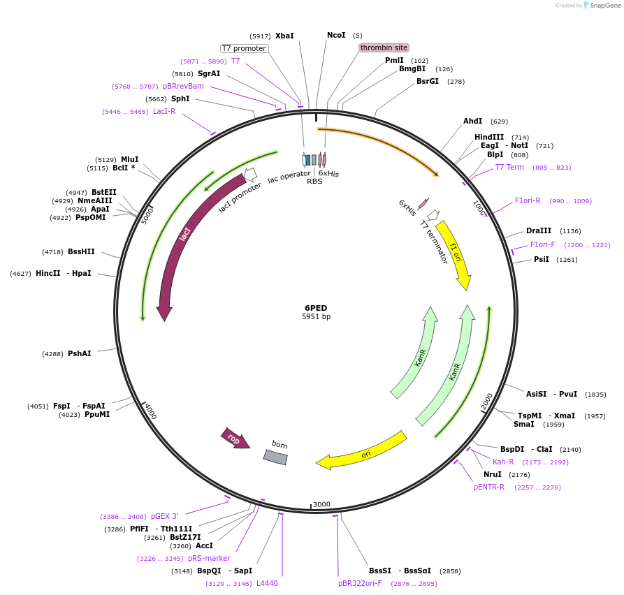 162265-plasmid-map-sequence-id-319828