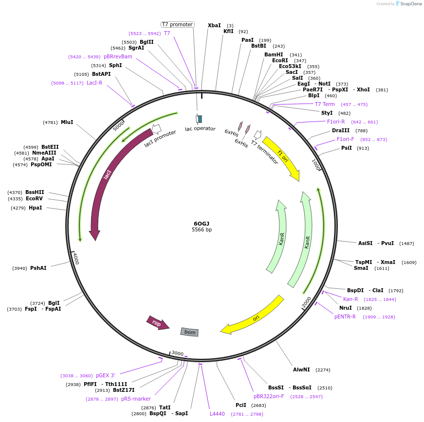 162258-plasmid-map-sequence-id-319830