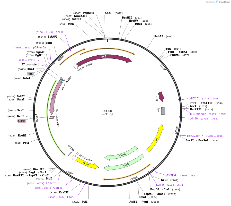 162271-plasmid-map-sequence-id-319836