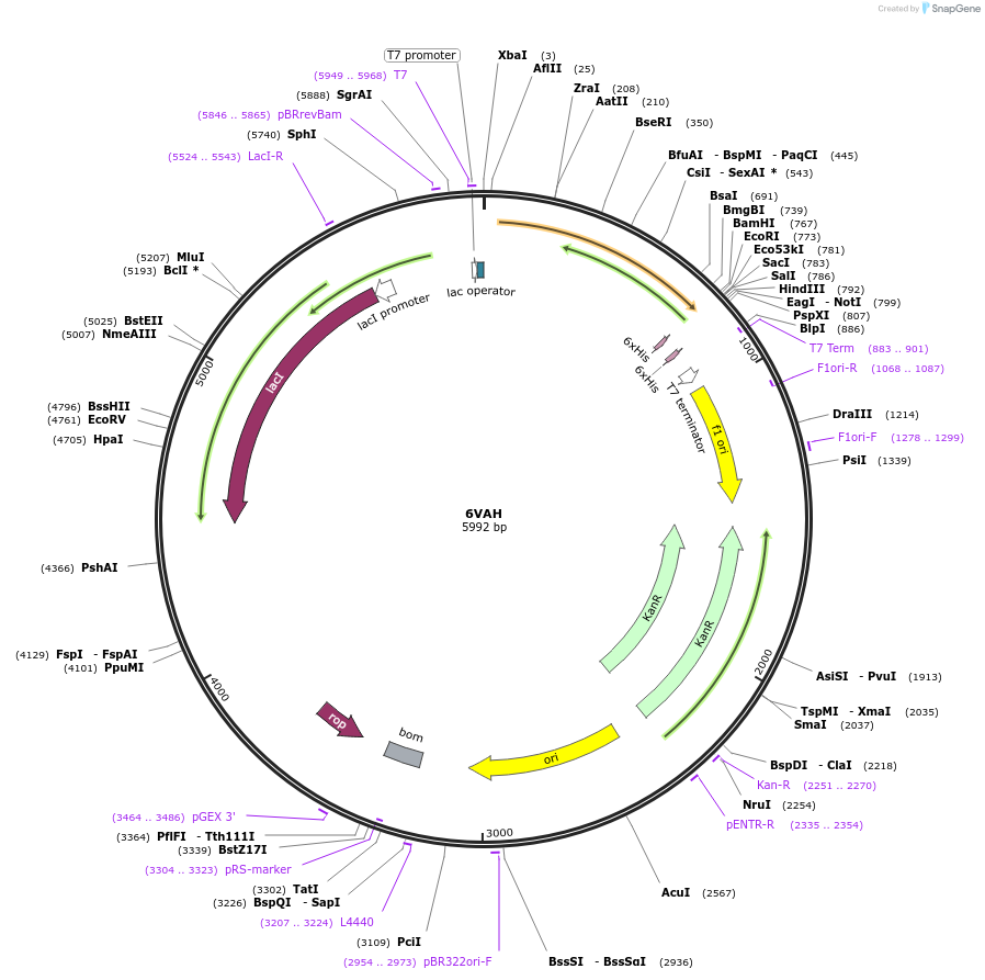 162273-plasmid-map-sequence-id-319837