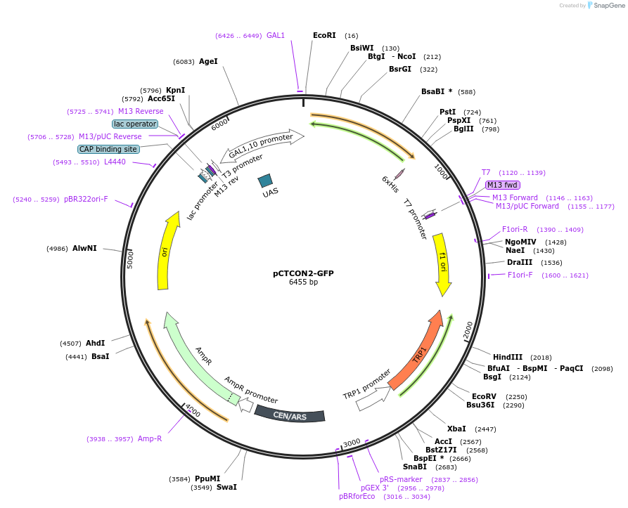 158130-plasmid-map-sequence-id-319898
