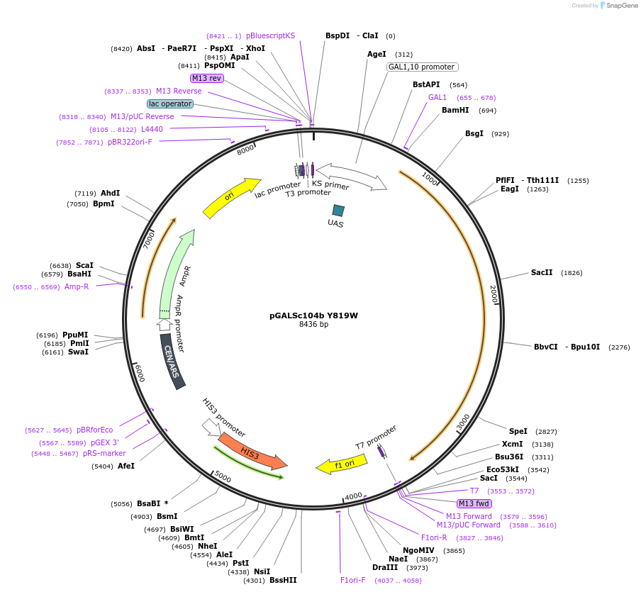 1314-plasmid-map-sequence-id-32