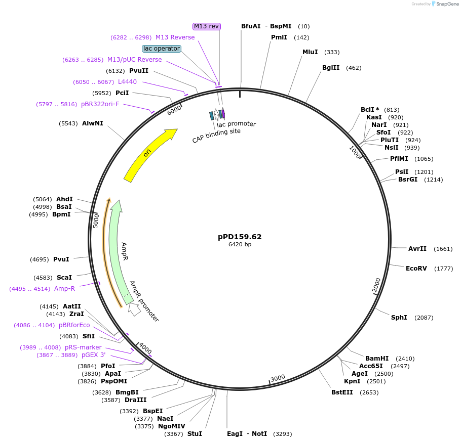 1714-plasmid-map-sequence-id-320