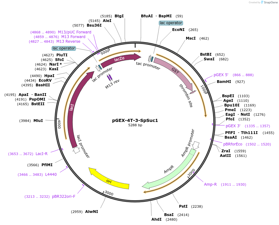 162558-plasmid-map-sequence-id-320016