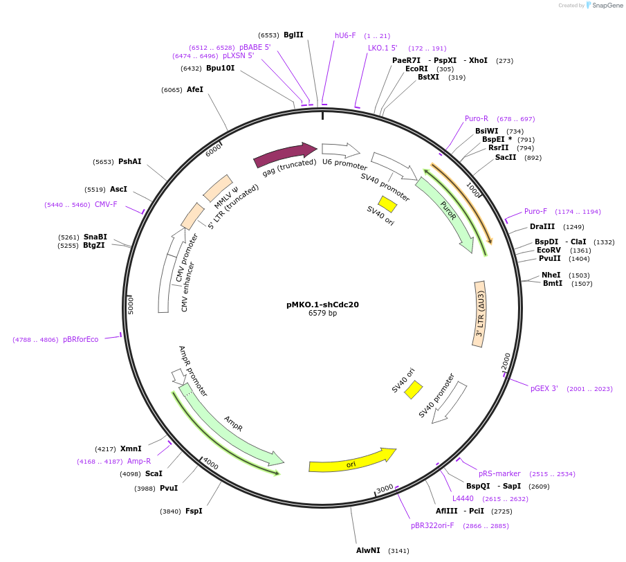 160954-plasmid-map-sequence-id-320043