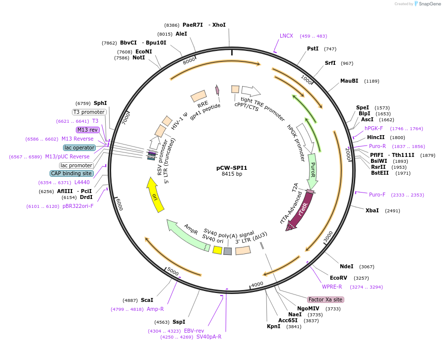 162824-plasmid-map-sequence-id-320049