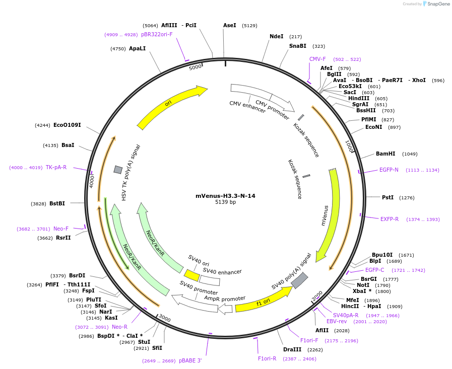 56329-plasmid-map-sequence-id-320062