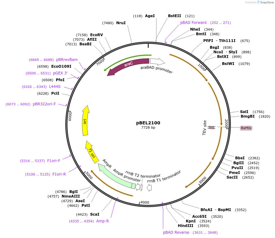 162140-plasmid-map-sequence-id-320082