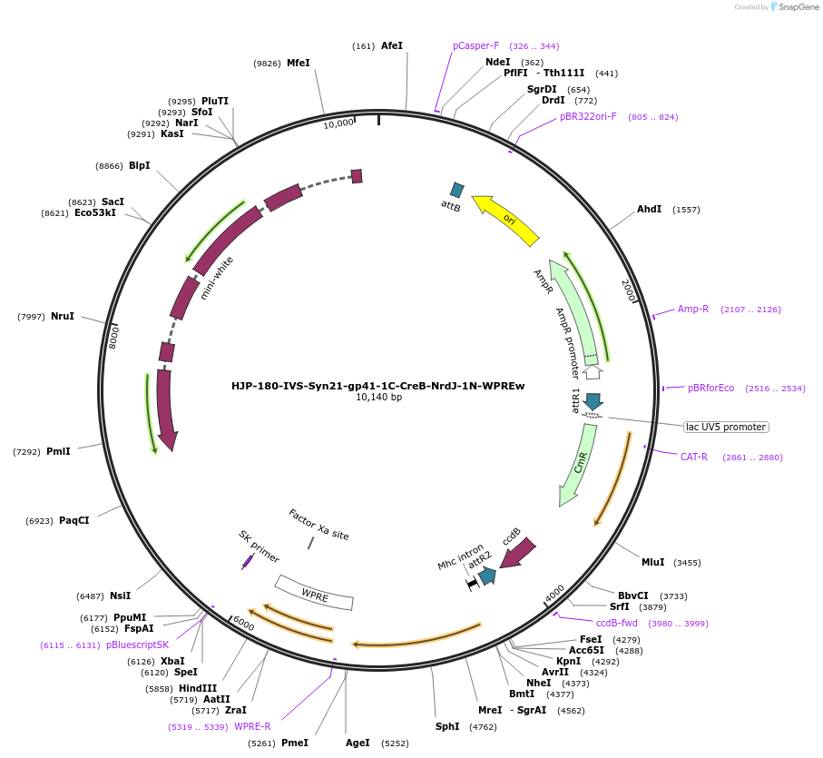 162471-plasmid-map-sequence-id-320098