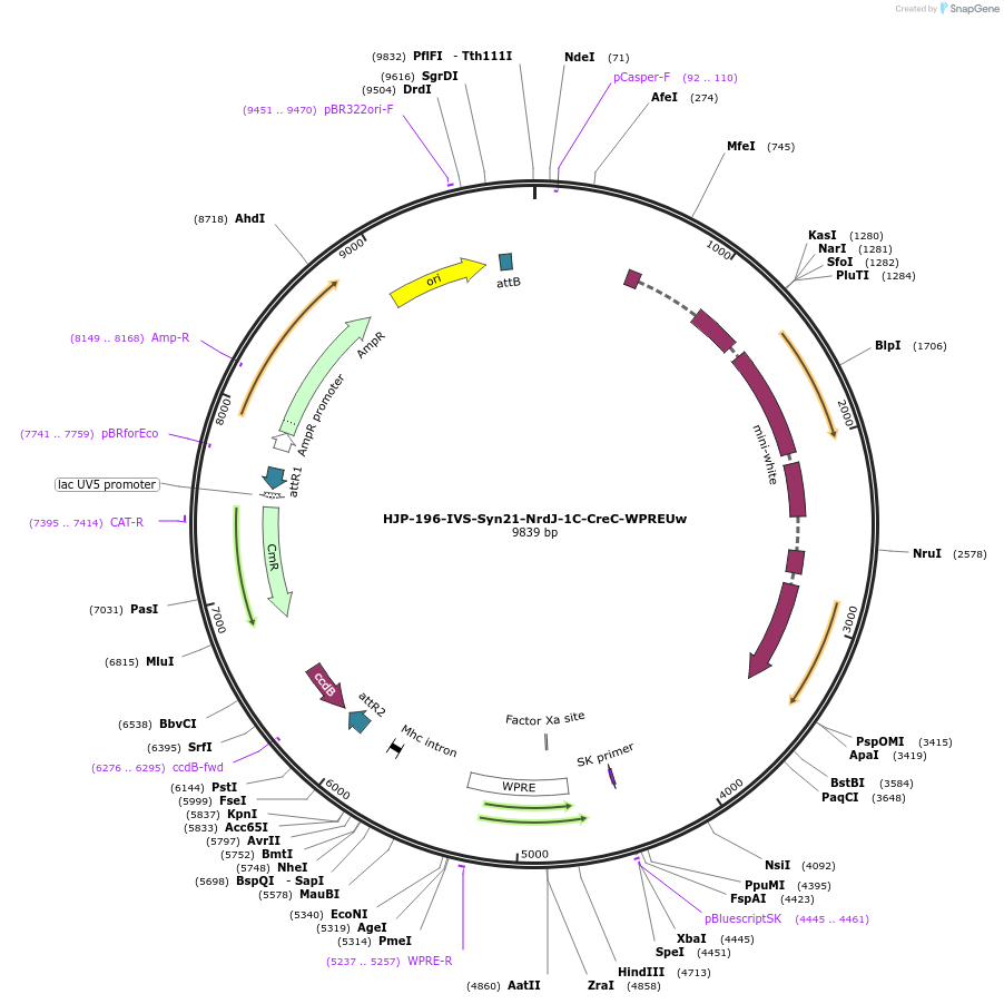 162477-plasmid-map-sequence-id-320099