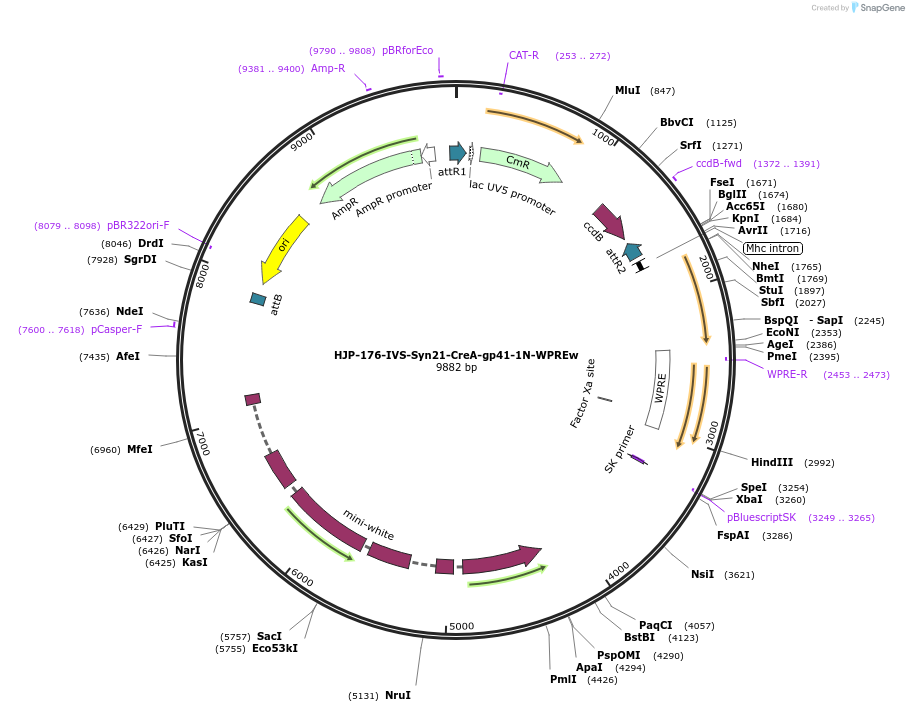 162470-plasmid-map-sequence-id-320103