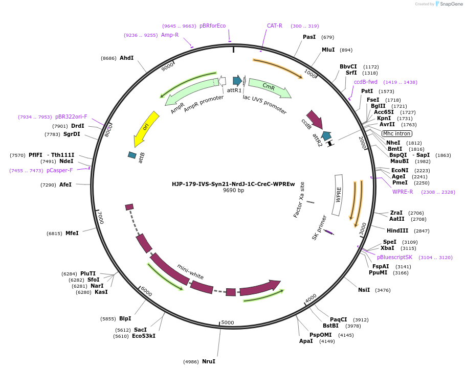 162472-plasmid-map-sequence-id-320104