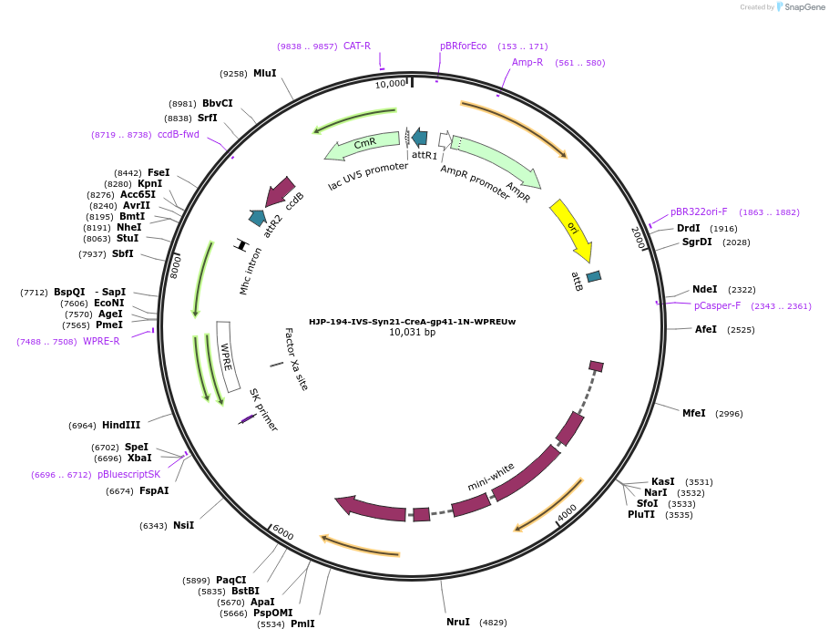 162475-plasmid-map-sequence-id-320105