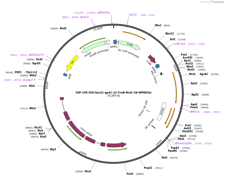 162476-plasmid-map-sequence-id-320106