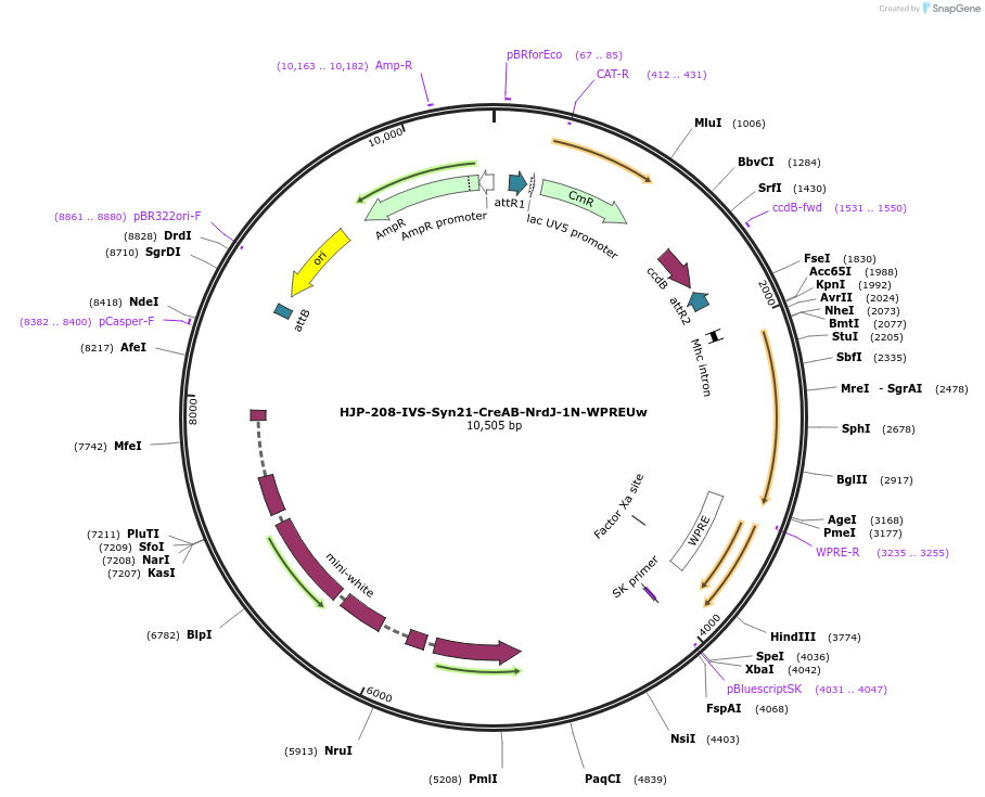 162478-plasmid-map-sequence-id-320107
