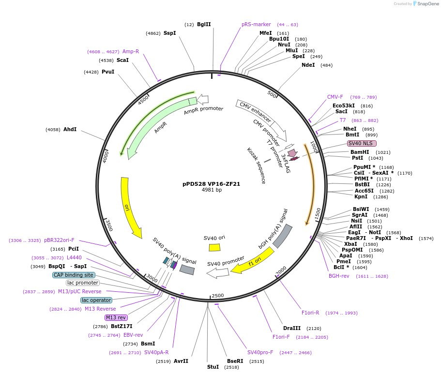 138757-plasmid-map-sequence-id-320123