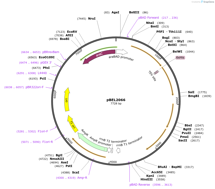 162151-plasmid-map-sequence-id-320139