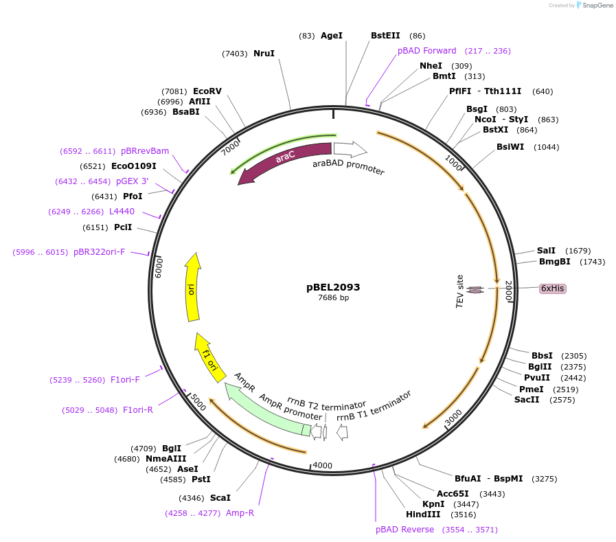 162135-plasmid-map-sequence-id-320144