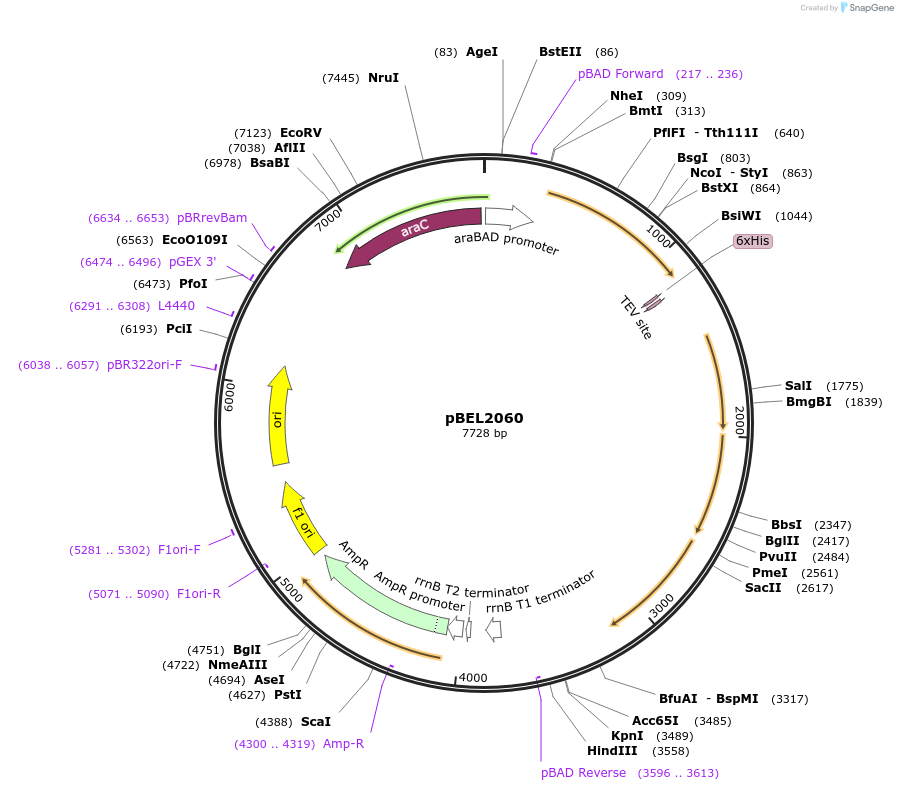 162146-plasmid-map-sequence-id-320146