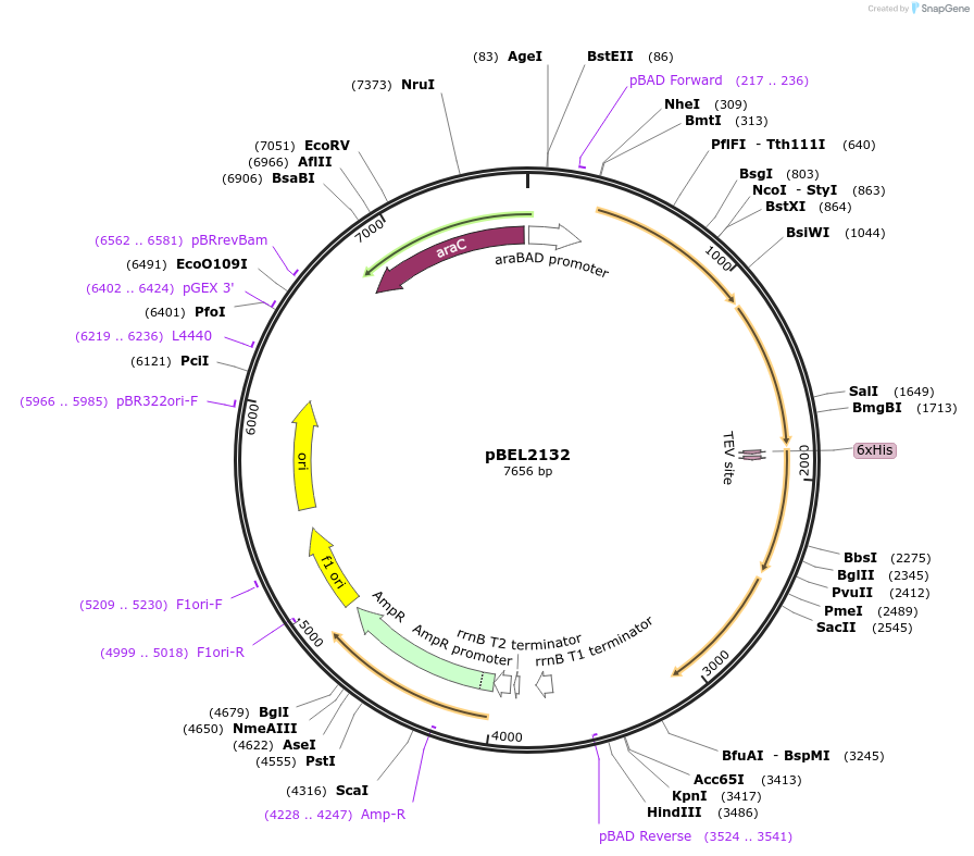 162136-plasmid-map-sequence-id-320147