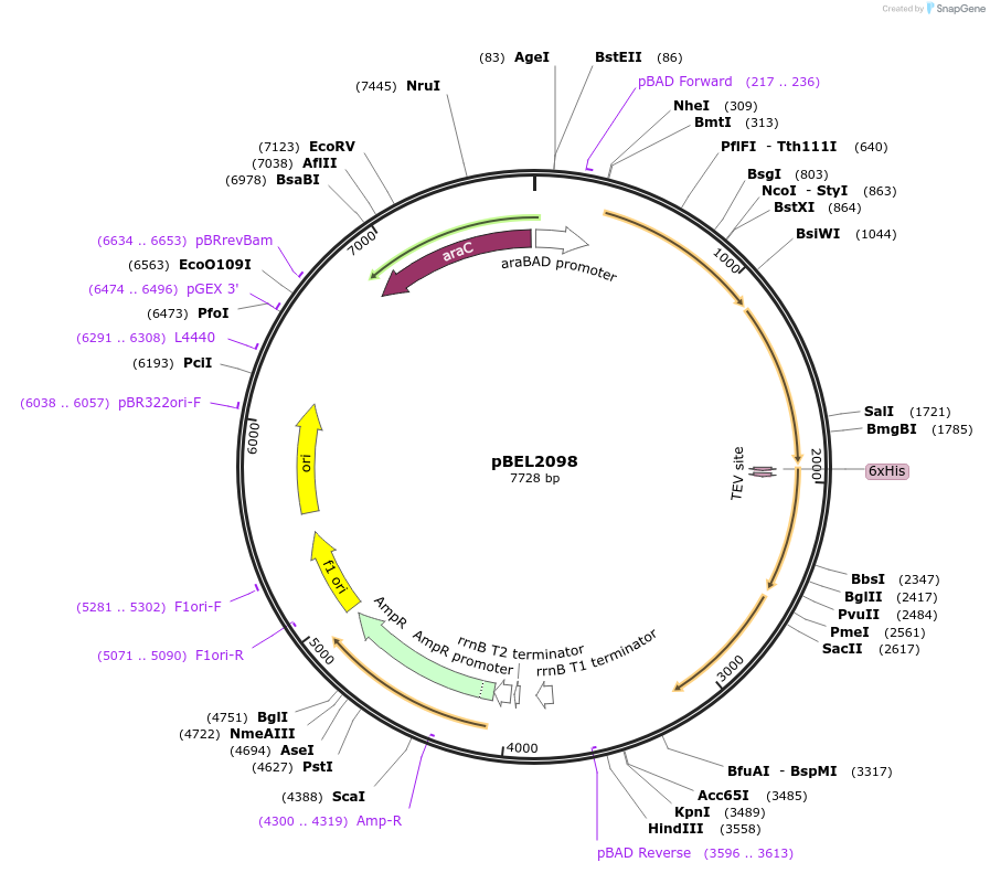162141-plasmid-map-sequence-id-320149