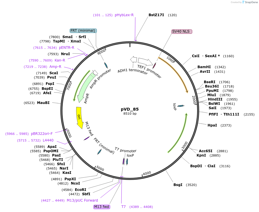 149604-plasmid-map-sequence-id-320160
