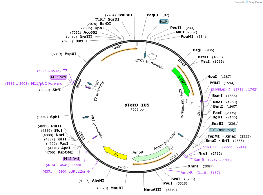 149599-plasmid-map-sequence-id-320166