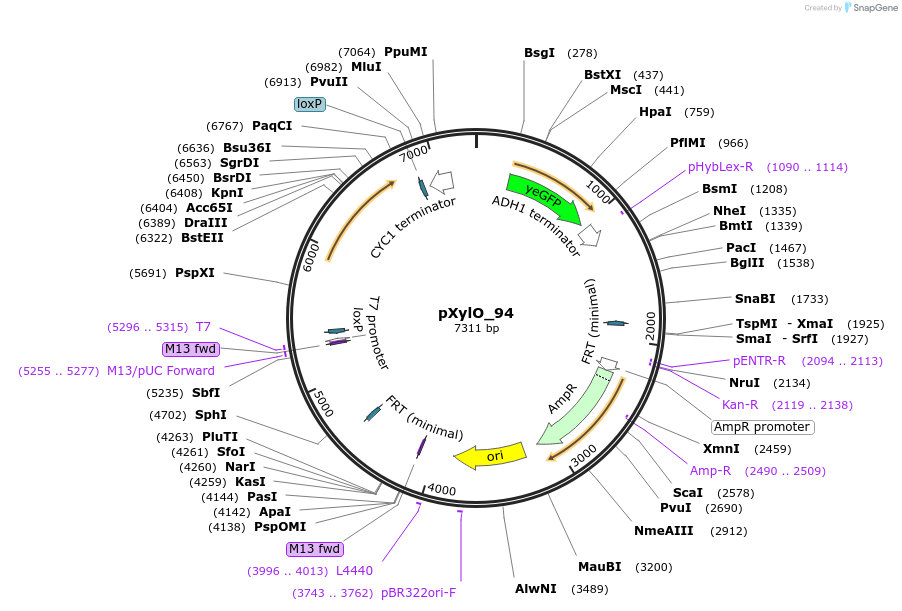 149598-plasmid-map-sequence-id-320168