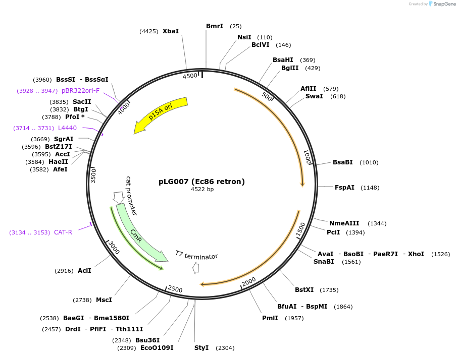 157885-plasmid-map-sequence-id-320169