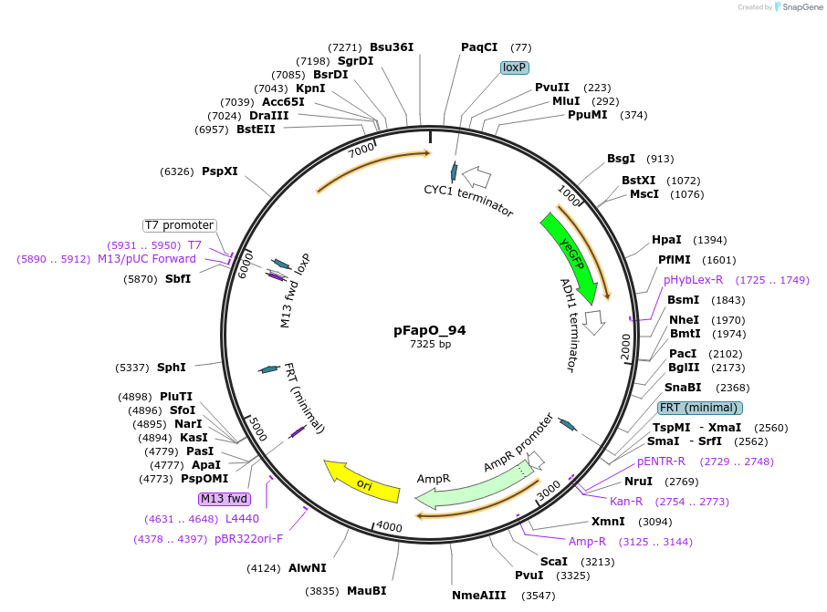 149597-plasmid-map-sequence-id-320170