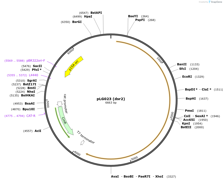 157901-plasmid-map-sequence-id-320174