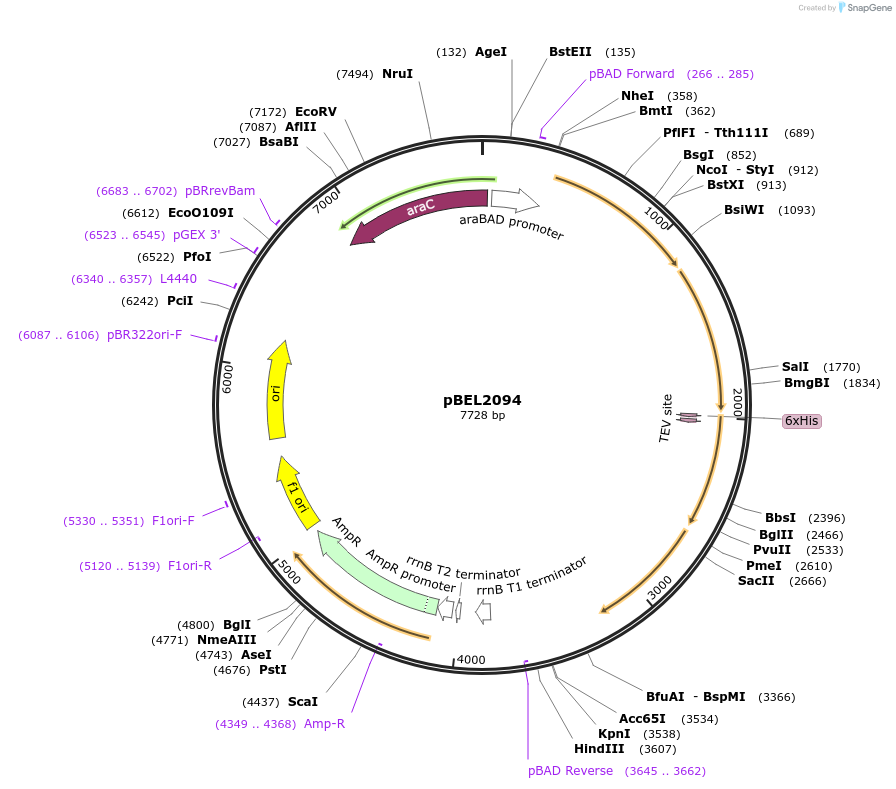 162142-plasmid-map-sequence-id-320180