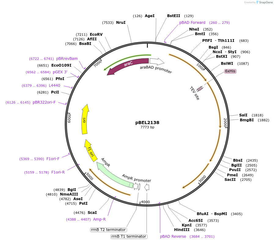 162133-plasmid-map-sequence-id-320182