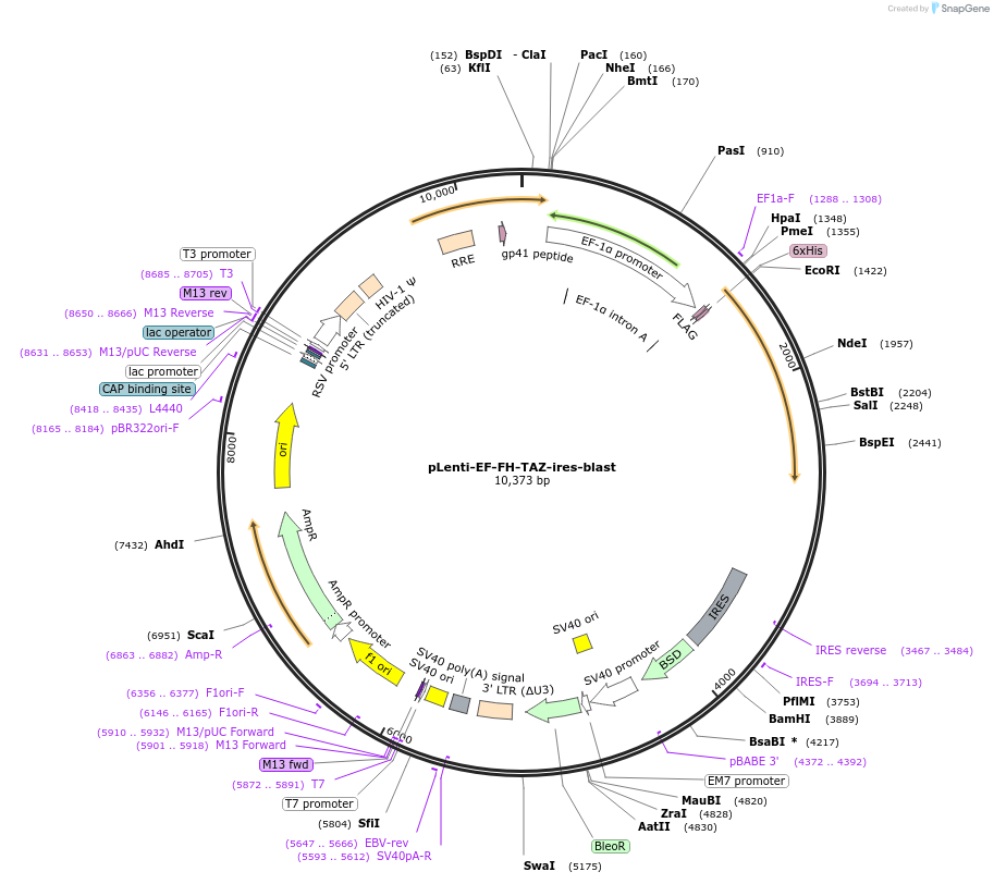 52083-plasmid-map-sequence-id-320192