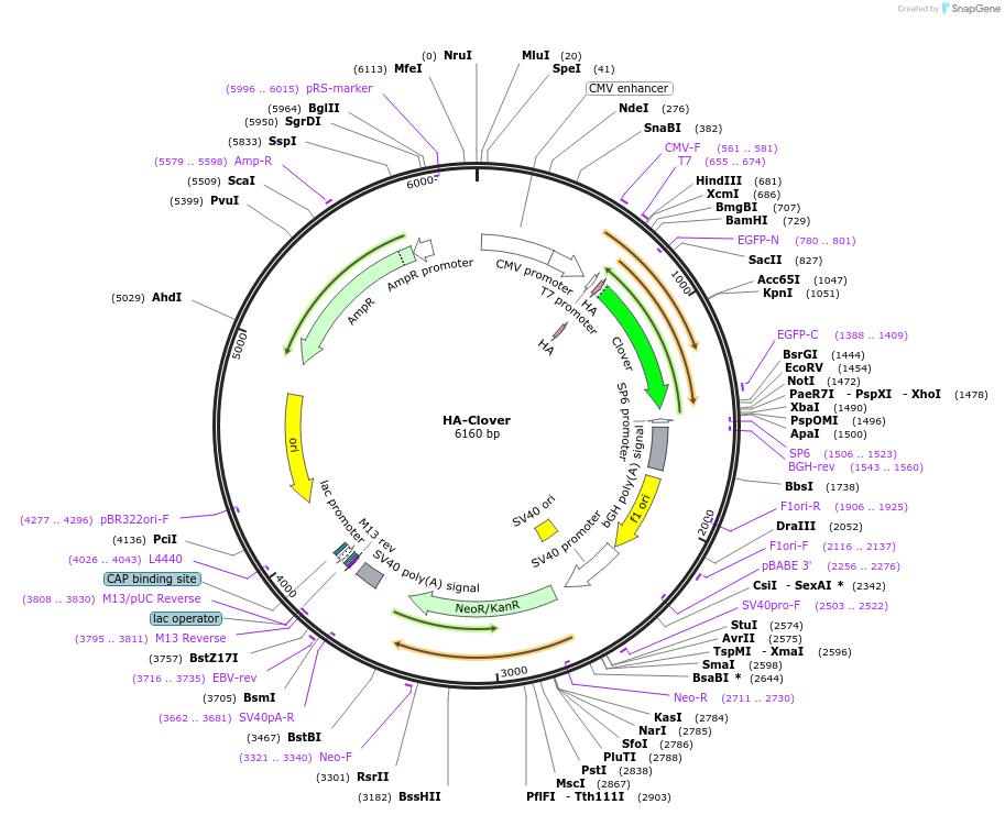 163366-plasmid-map-sequence-id-320193