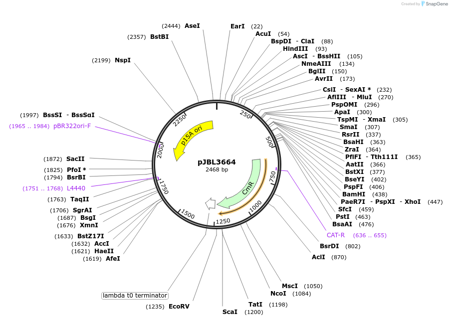 162240-plasmid-map-sequence-id-320194
