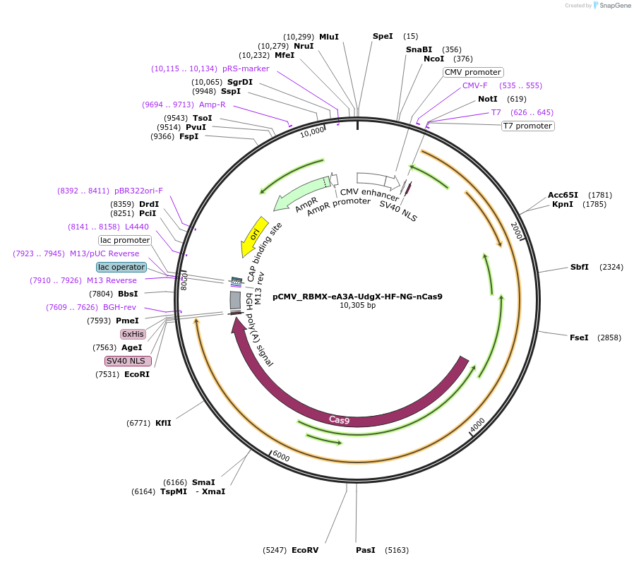 163550-plasmid-map-sequence-id-320223