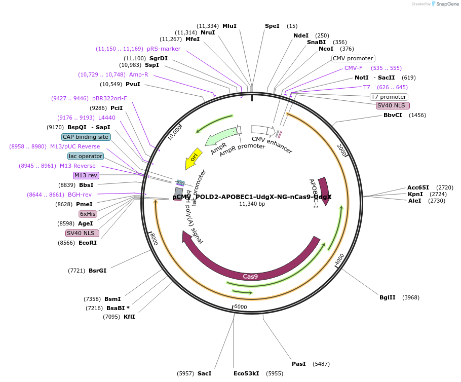 163545-plasmid-map-sequence-id-320241