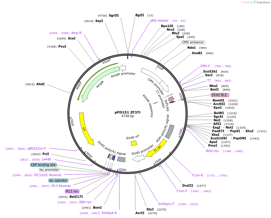 138778-plasmid-map-sequence-id-320256
