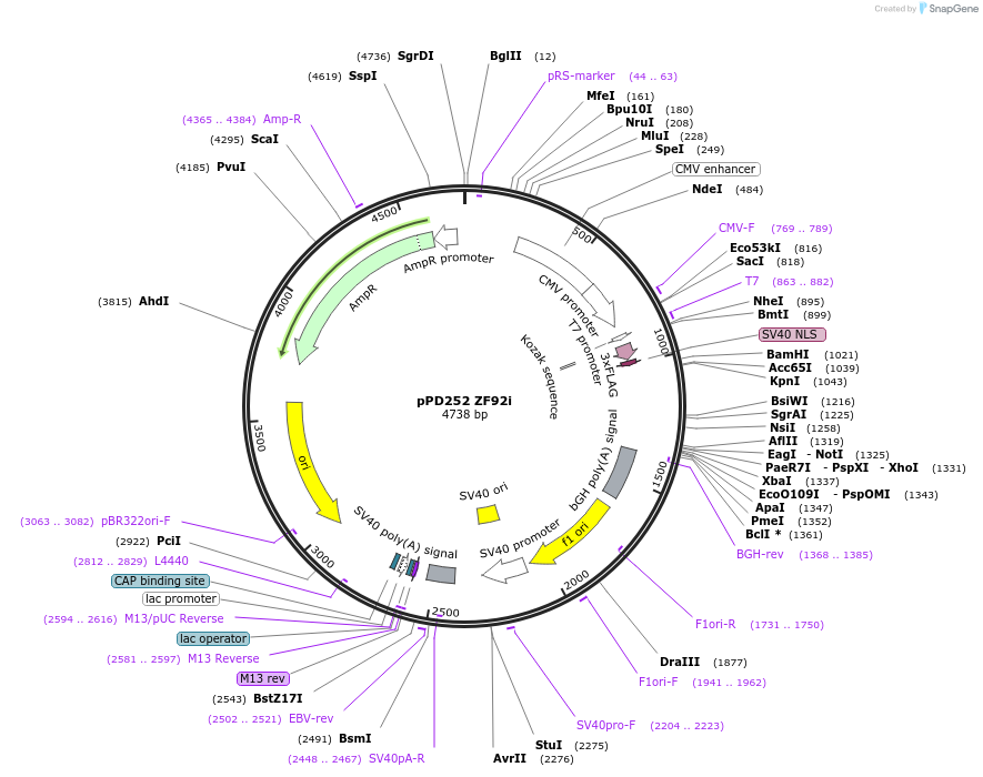 138784-plasmid-map-sequence-id-320274