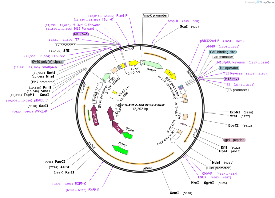 160550-plasmid-map-sequence-id-320277