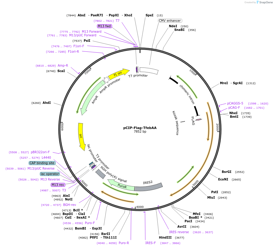 79014-plasmid-map-sequence-id-320294