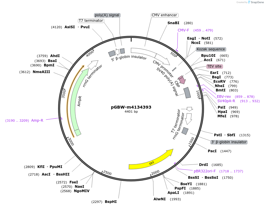 154798-plasmid-map-sequence-id-320319